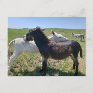 Wild Burros, Custer Staat Park, South Dakota Postkarte
