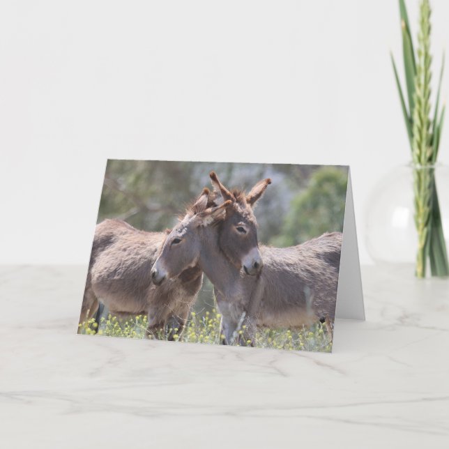 Wild Burros Greeting Karte (Vorderseite)
