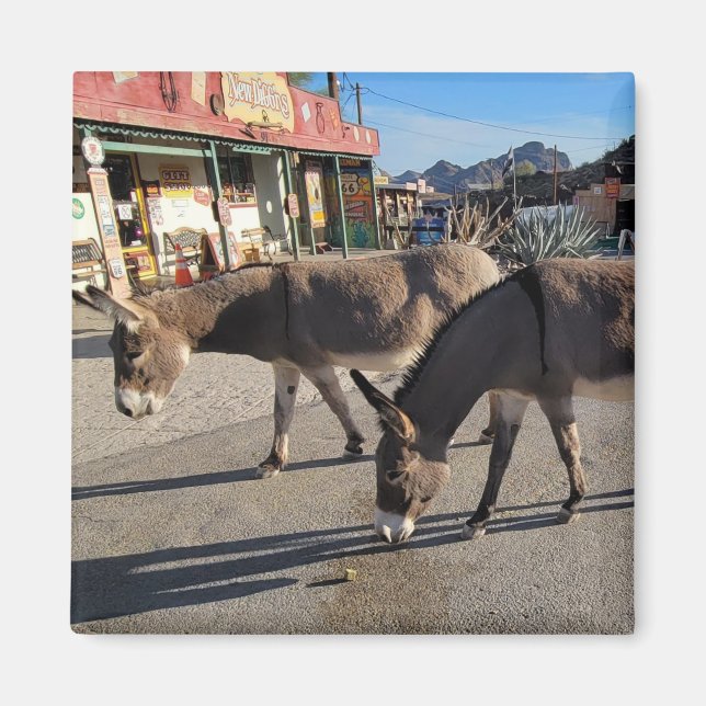 Wild Burros in Oatman, Arizona Magnet (Vorne)
