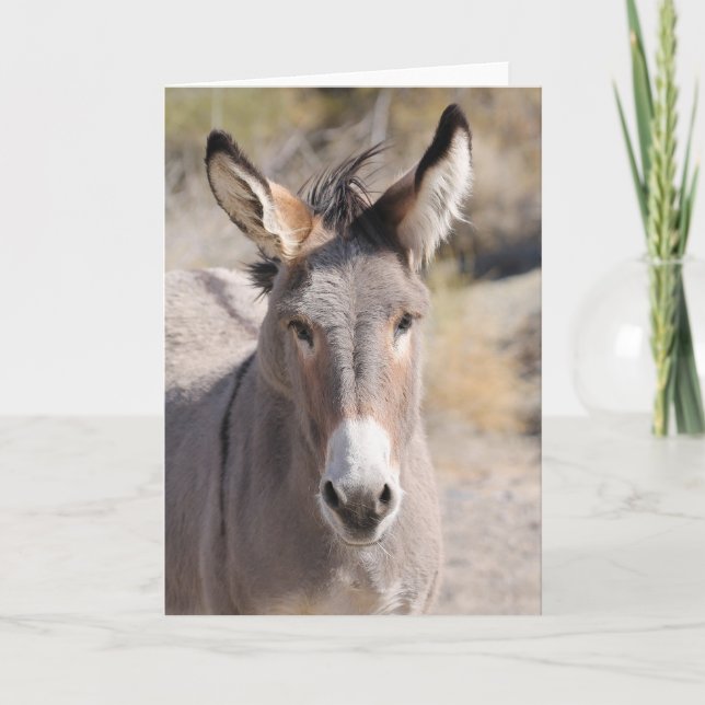 Wild Burros of California Karte (Vorderseite)
