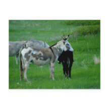 Wild Burros South Dakota Postkarte