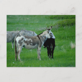 Wild Burros South Dakota Postkarte