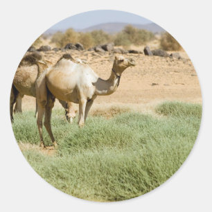 Wild Camels Runder Aufkleber