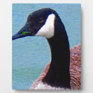 Wild Canadian Goose Fotoplatte