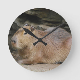 Wild Capybara Clock Runde Wanduhr