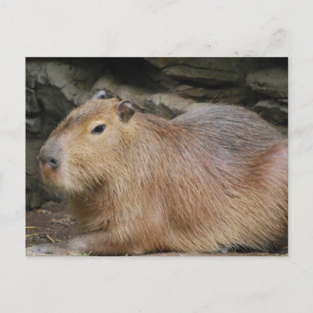 Wild Capybara Postkarte (Vorderseite)