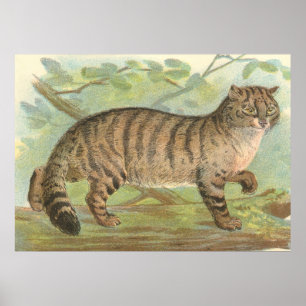 Wild Cat Poster