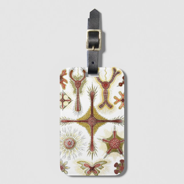 Wild Chamomile von Ernst Haeckel, Vintage Natur Gepäckanhänger (Vorderseite Vertikal)