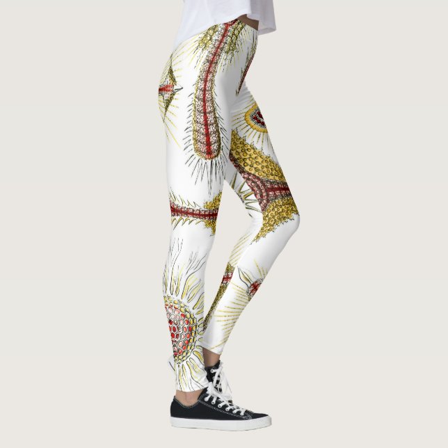 Wild Chamomile von Ernst Haeckel, Vintage Natur Leggings (Rechts)