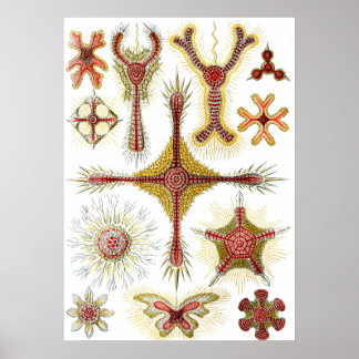 Wild Chamomile von Ernst Haeckel, Vintage Natur Poster