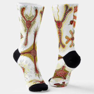 Wild Chamomile von Ernst Haeckel, Vintage Natur Socken