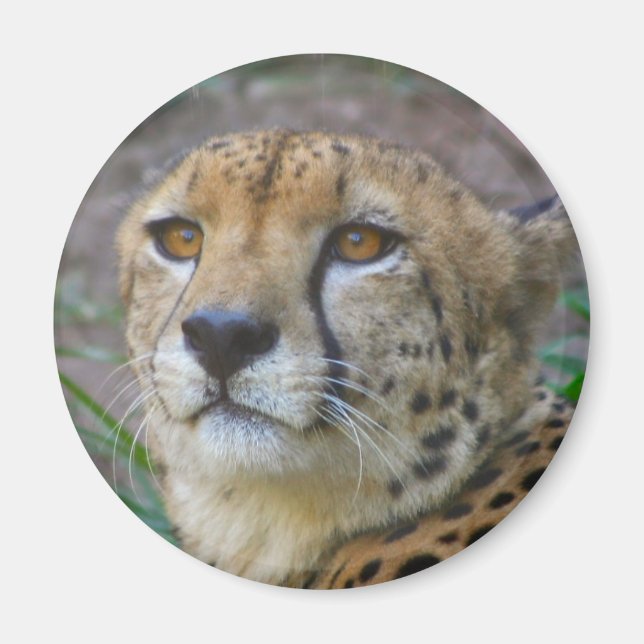 Wild Cheetah Magnet (Vorne)