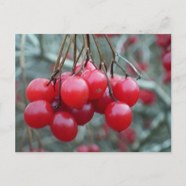 Wild Cherry Postkarte (Vorderseite)