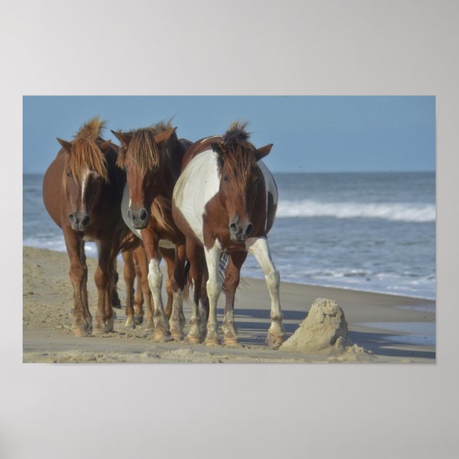 Wild Chincoteague Ponies, Assateague Island Beach Poster (Vorne)