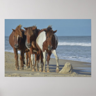 Wild Chincoteague Ponies, Assateague Island Beach Poster
