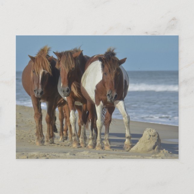 Wild Chincoteague Ponies, Assateague Island Beach Postkarte (Vorderseite)