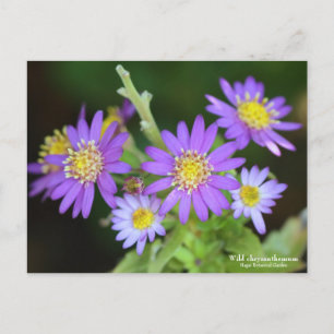 Wild Chrysanthemum: Postkarte