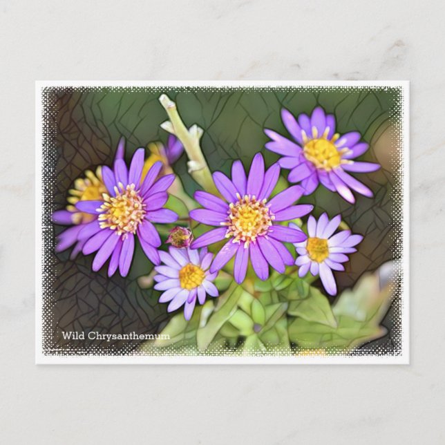 Wild Chrysanthemum Postkarte (Vorderseite)