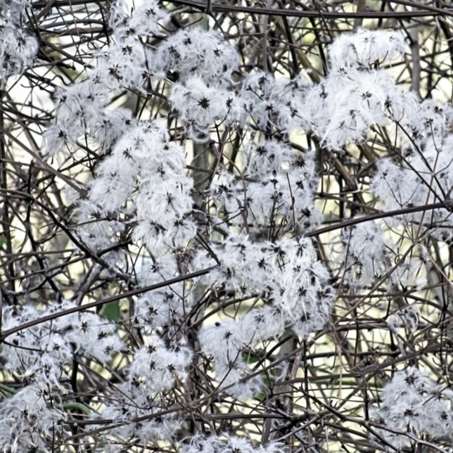 WILD CLEMATIS POSTKARTE (A pretty wild seed heads clematis photographic design.)