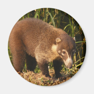 Wild Coati Mundi Magnet