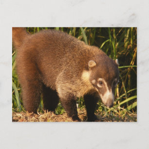 Wild Coati Mundi Postcard Postkarte
