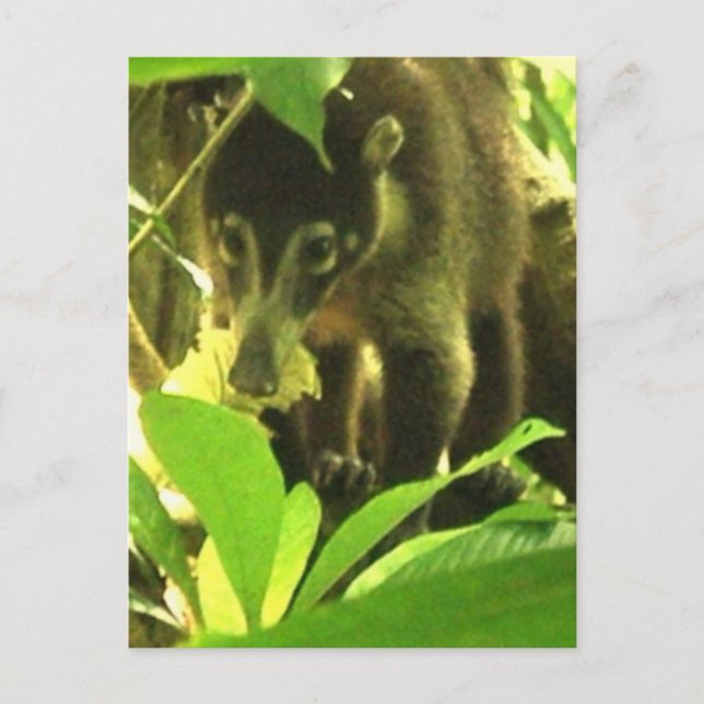 Wild Coati Postcard Postkarte (Vorderseite)