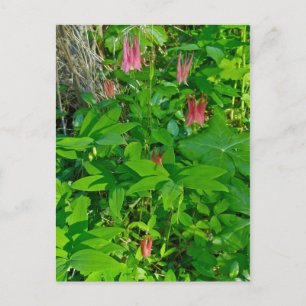Wild Columbine & Solomon's Siegel Postcard Postkarte