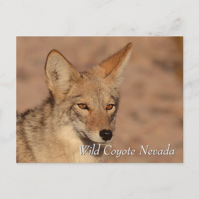 Wild Coyote in der Wüste Nevada Postkarte (Vorderseite)