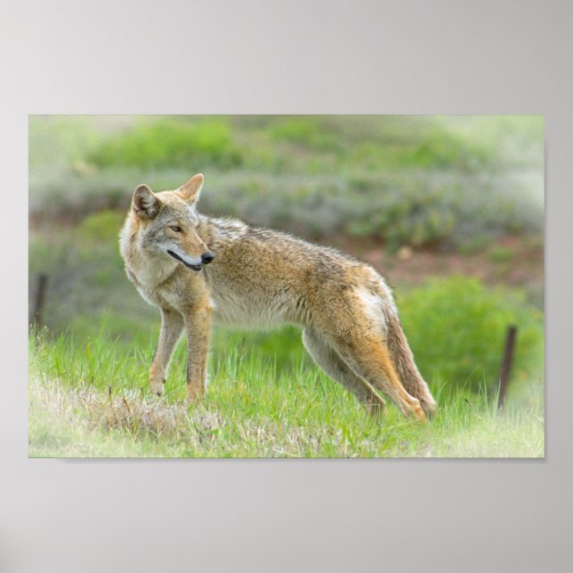 Wild Coyote Poster (Vorne)
