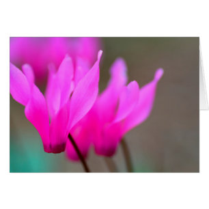 Wild Cyclamen Macro