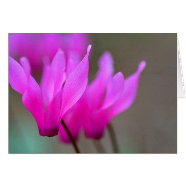 Wild Cyclamen Macro (Vorderseite (Horizontal))