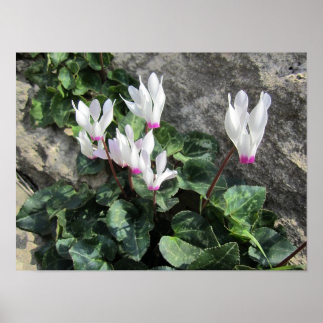 Wild Cyclamen Poster (Vorne)