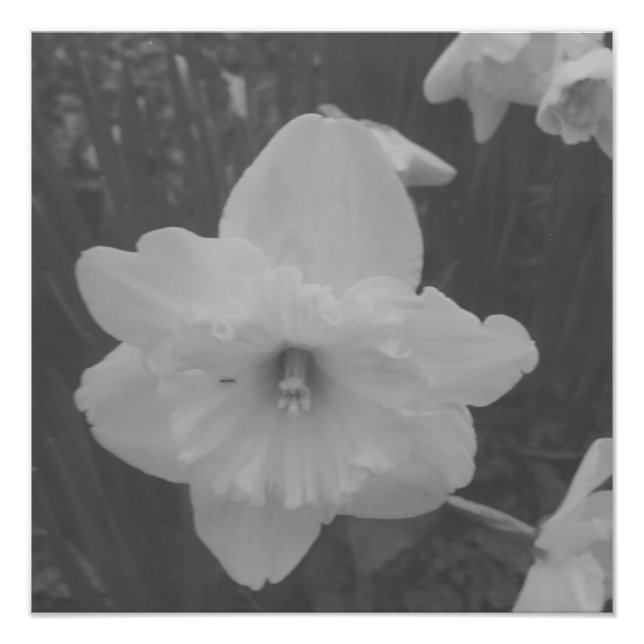Wild Daffodil Fotodruck (Vorne)