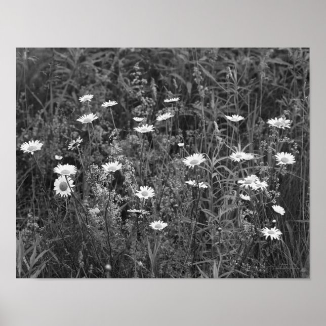 Wild Daisies Blume Schwarz-weiß Print Poster (Vorne)
