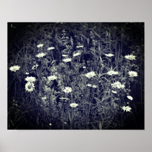 Wild Daisy Blume Schwarz und Weiß Poster