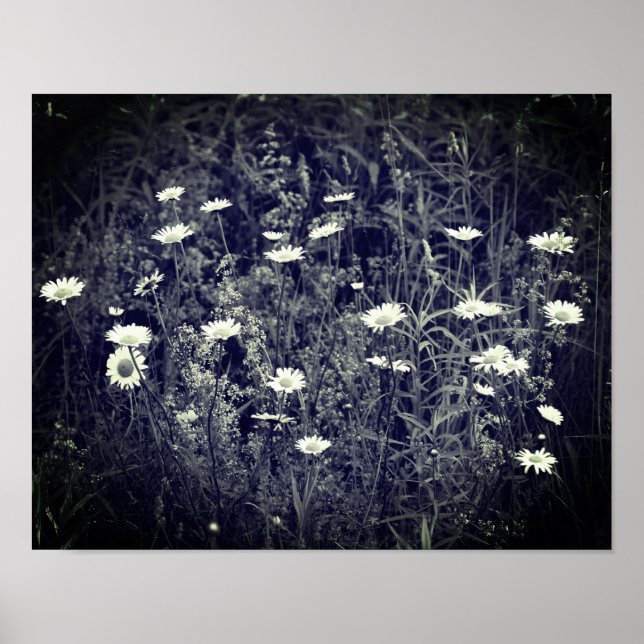 Wild Daisy Blume Schwarz und Weiß Poster (Vorne)