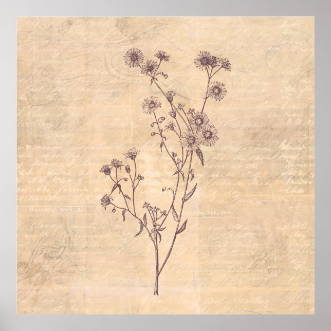 Wild Daisy Blume Wildblume Antikes Skriptpapier Poster (Vorne)
