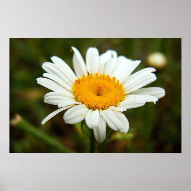 Wild Daisy Poster (Vorne)