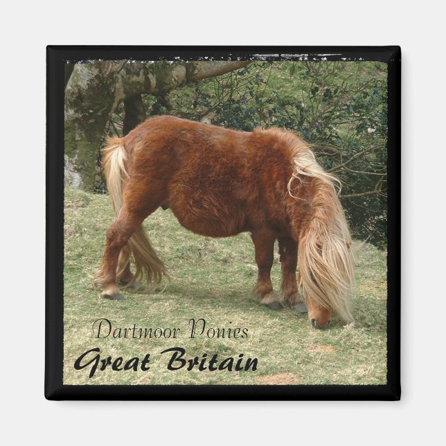 Wild Dartmoor Ponies - 2, England (Magnet) Magnet (Vorne)