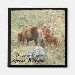 Wild Dartmoor Ponies - 3, England (Magnet) Magnet