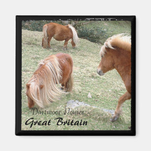 Wild Dartmoor Ponies - 4, England (Magnet) Magnet
