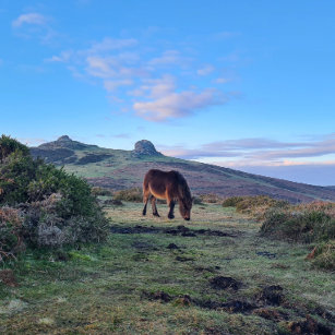 Wild Dartmoor Pony Horse Magnet