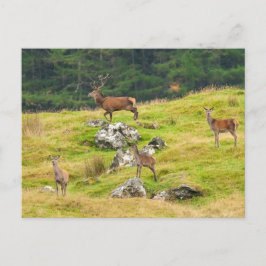 Wild Deer Stag und Hinds Scotland Fotografy Postkarte