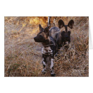 Wild Dogs Note Cards