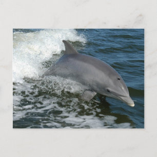 Wild Dolphin Postcard Postkarte
