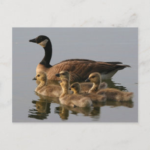 Wild duck family postkarte