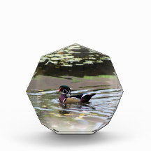 Wild Duck Foto Block