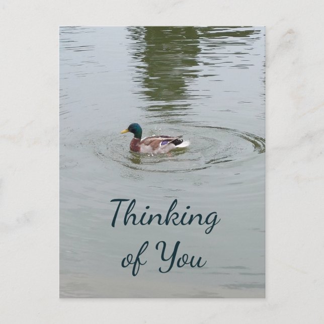Wild Duck Postcard Postkarte