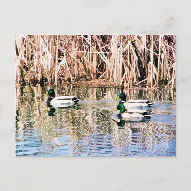 WILD DUCKS POSTKARTE (Vorderseite)
