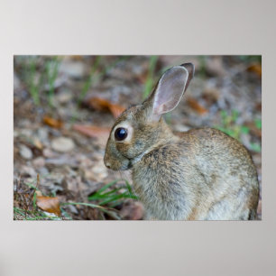 Wild-Eastern Cottontail Rabbit Serenity Poster